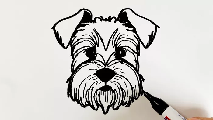 Drawing A Schnauzer: Step-by-Step Tutorial - Reikijewelrys.com